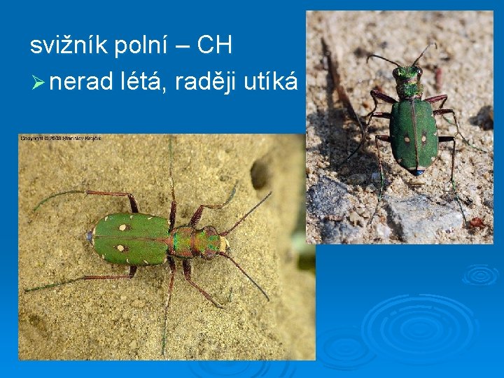 svižník polní – CH Ø nerad létá, raději utíká 