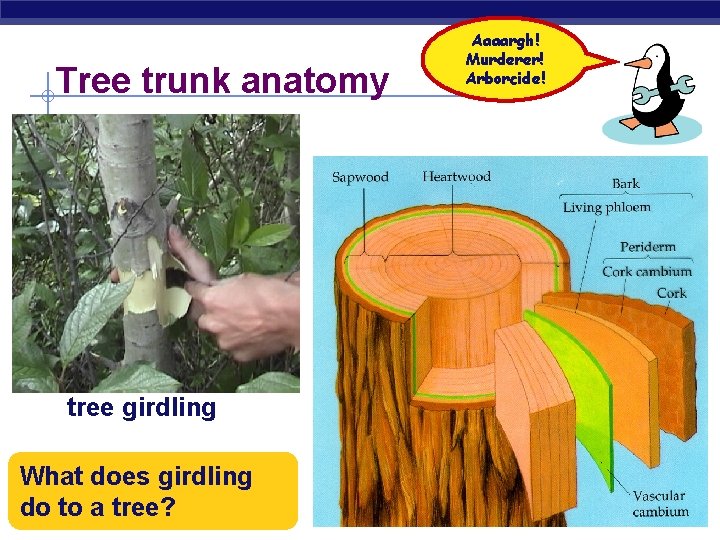 Tree trunk anatomy tree girdling What does girdling do to a tree? AP Biology
