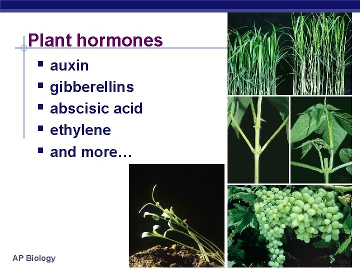 Plant hormones § auxin § gibberellins § abscisic acid § ethylene § and more…