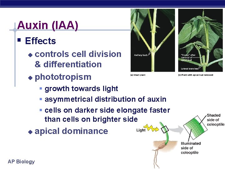 Auxin (IAA) § Effects controls cell division & differentiation u phototropism u § growth