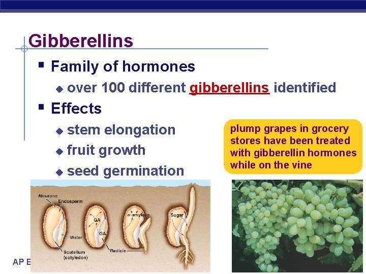 Gibberellins § Family of hormones u over 100 different gibberellins identified § Effects stem