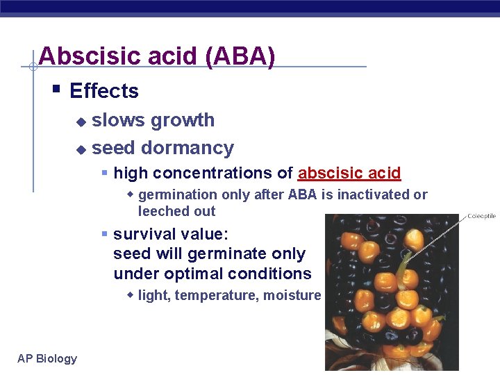 Abscisic acid (ABA) § Effects slows growth u seed dormancy u § high concentrations