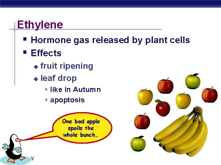 Ethylene § Hormone gas released by plant cells § Effects fruit ripening u leaf