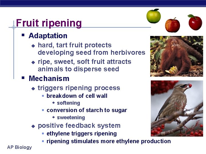 Fruit ripening § Adaptation u u hard, tart fruit protects developing seed from herbivores