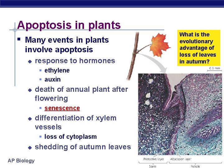 Apoptosis in plants § Many events in plants involve apoptosis u response to hormones