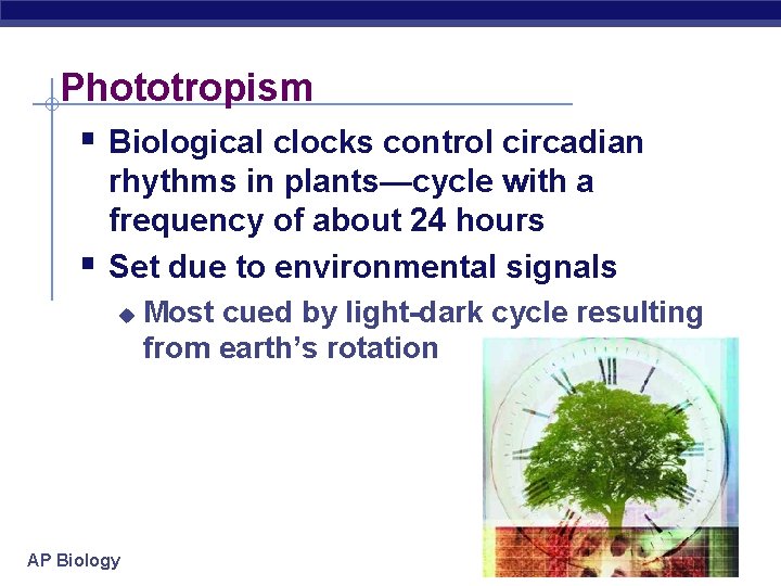 Phototropism § Biological clocks control circadian § rhythms in plants—cycle with a frequency of