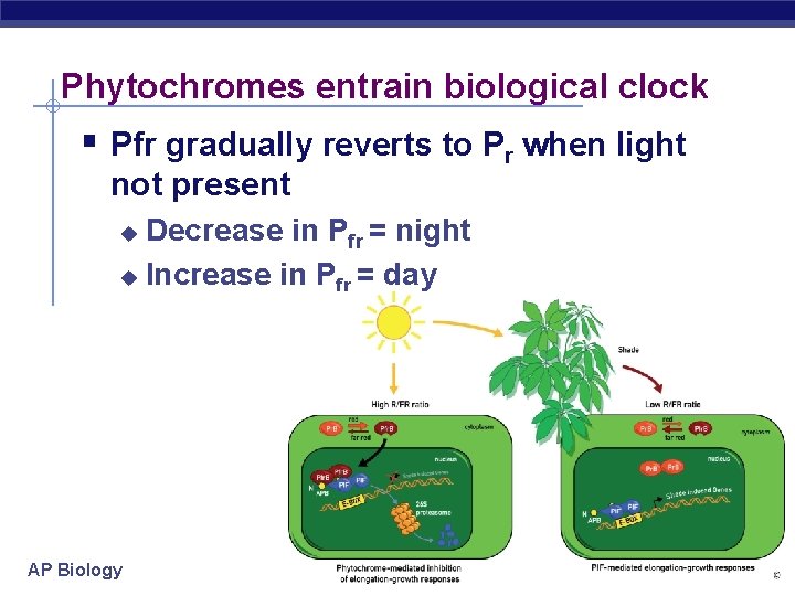 Phytochromes entrain biological clock § Pfr gradually reverts to Pr when light not present