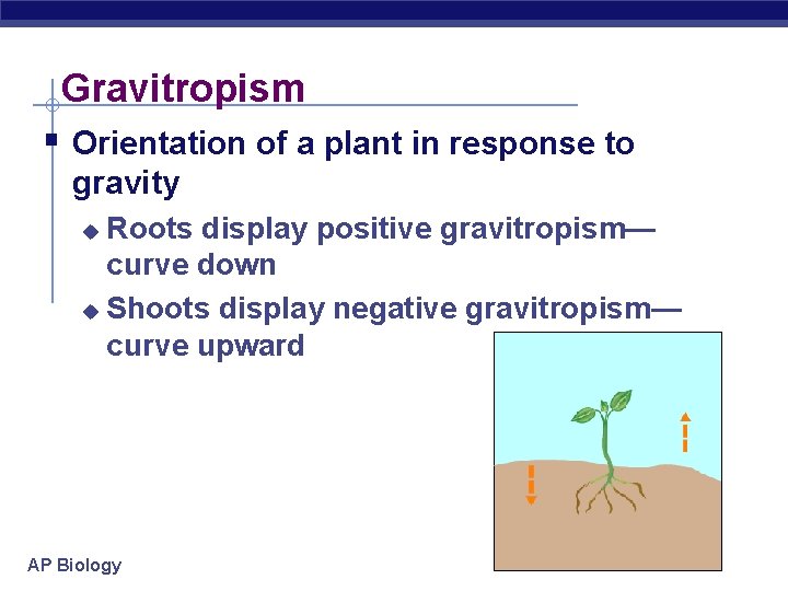 Gravitropism § Orientation of a plant in response to gravity Roots display positive gravitropism—