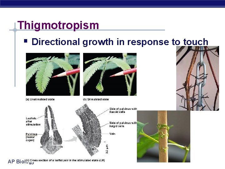 Thigmotropism § Directional growth in response to touch AP Biology 