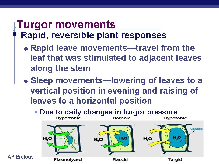 Turgor movements § Rapid, reversible plant responses Rapid leave movements—travel from the leaf that