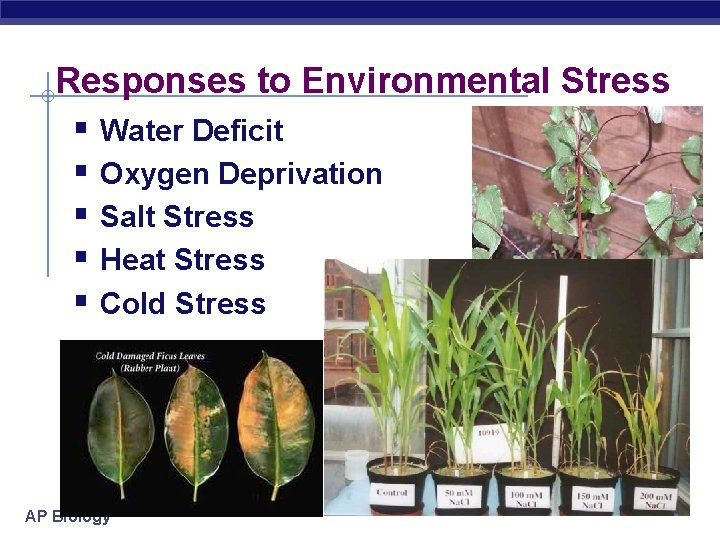 Responses to Environmental Stress § Water Deficit § Oxygen Deprivation § Salt Stress §