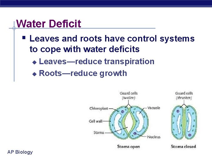 Water Deficit § Leaves and roots have control systems to cope with water deficits