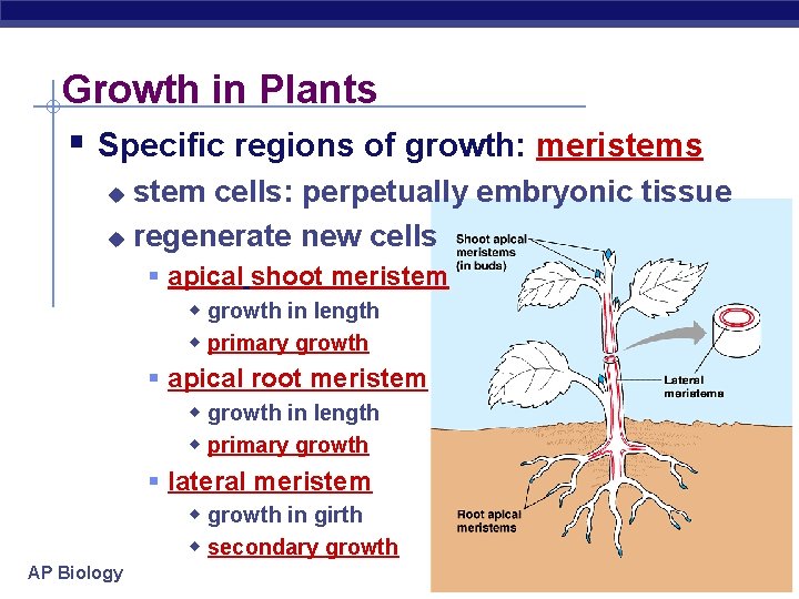 Growth in Plants § Specific regions of growth: meristems stem cells: perpetually embryonic tissue