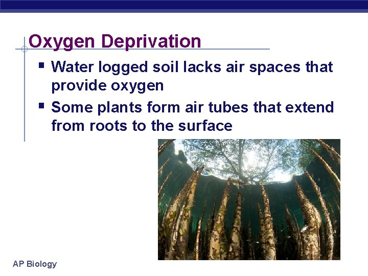 Oxygen Deprivation § Water logged soil lacks air spaces that § provide oxygen Some