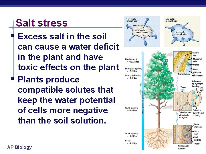 Salt stress § Excess salt in the soil § can cause a water deficit