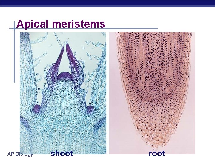 Apical meristems AP Biology shoot root 