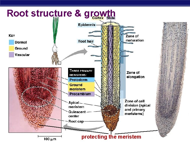 Root structure & growth AP Biology protecting the meristem 