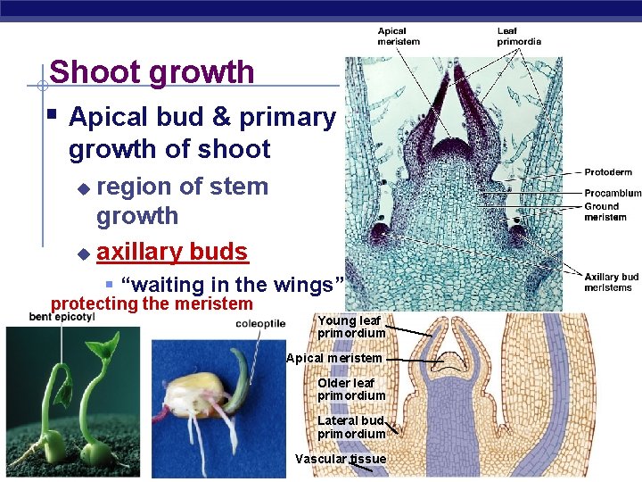 Shoot growth § Apical bud & primary growth of shoot region of stem growth