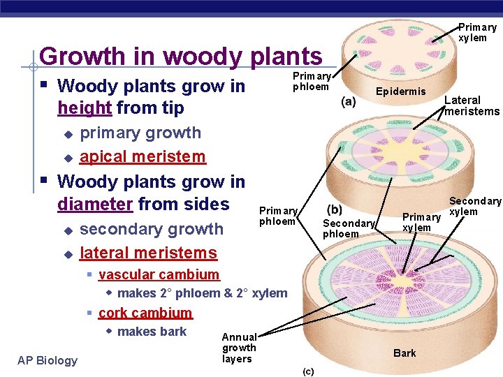 Primary xylem Growth in woody plants Primary phloem § Woody plants grow in height