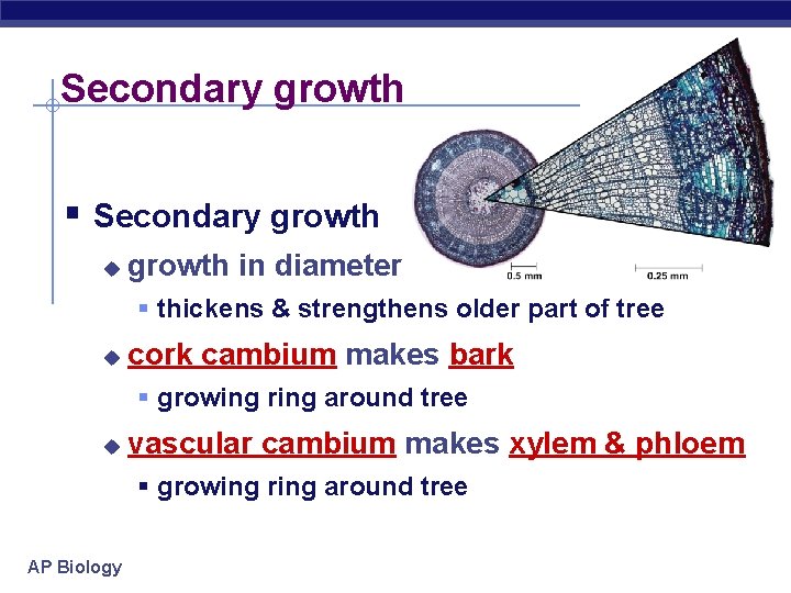 Secondary growth § Secondary growth u growth in diameter § thickens & strengthens older