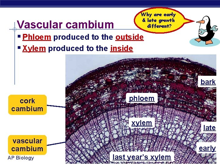 Vascular cambium Why are early & late growth different? § Phloem produced to the