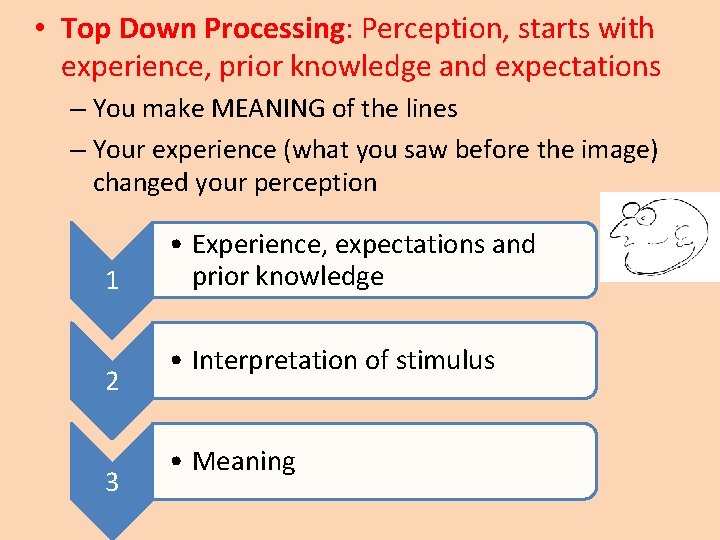  • Top Down Processing: Perception, starts with experience, prior knowledge and expectations –