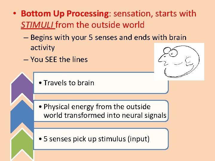  • Bottom Up Processing: sensation, starts with STIMULI from the outside world –