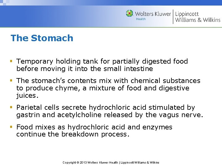 The Stomach § Temporary holding tank for partially digested food before moving it into