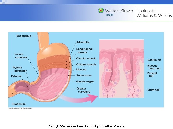 Copyright © 2013 Wolters Kluwer Health | Lippincott Williams & Wilkins 