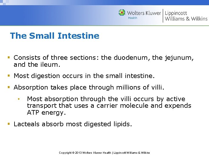 The Small Intestine § Consists of three sections: the duodenum, the jejunum, and the