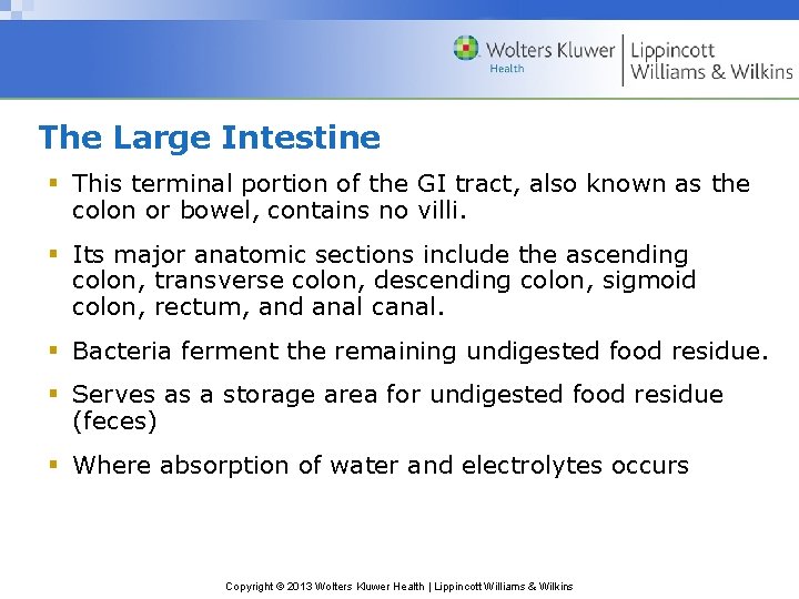 The Large Intestine § This terminal portion of the GI tract, also known as