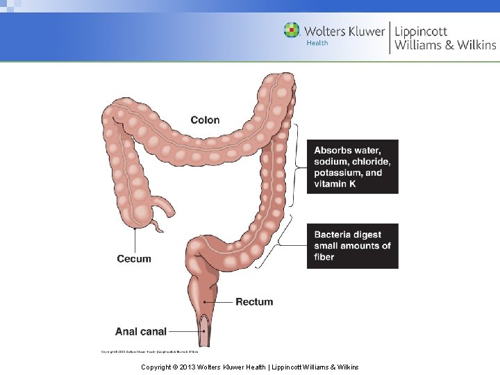 Copyright © 2013 Wolters Kluwer Health | Lippincott Williams & Wilkins 