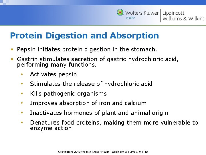Protein Digestion and Absorption § Pepsin initiates protein digestion in the stomach. § Gastrin