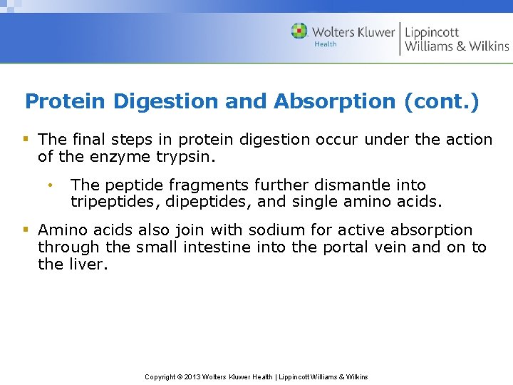 Protein Digestion and Absorption (cont. ) § The final steps in protein digestion occur