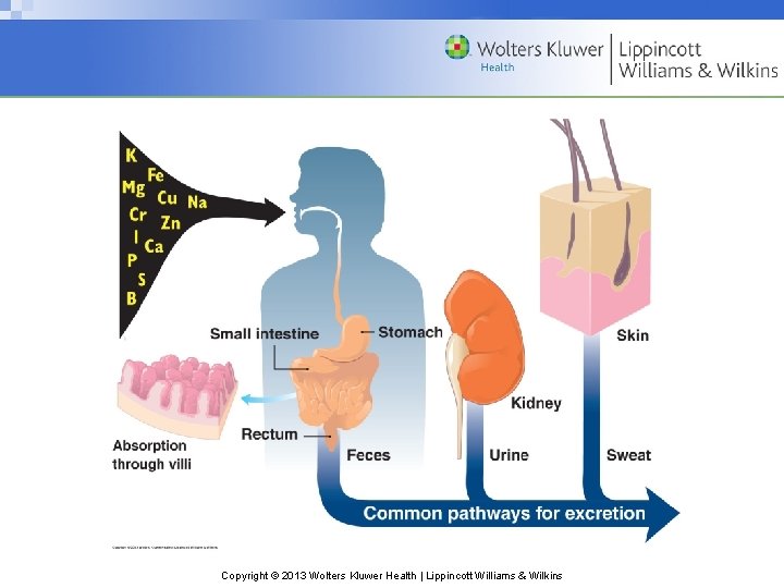Copyright © 2013 Wolters Kluwer Health | Lippincott Williams & Wilkins 