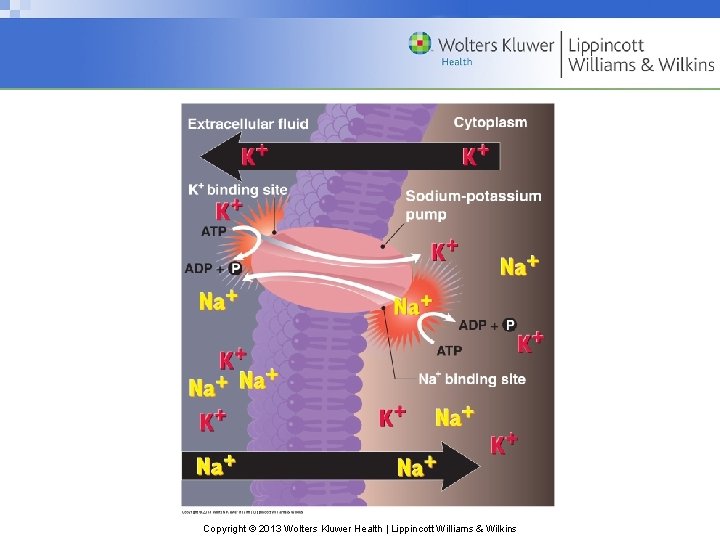 Copyright © 2013 Wolters Kluwer Health | Lippincott Williams & Wilkins 