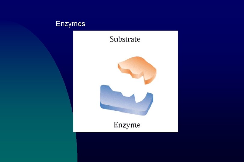 Enzymes 