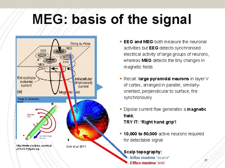 MEG: basis of the signal § EEG and MEG both measure the neuronal activities