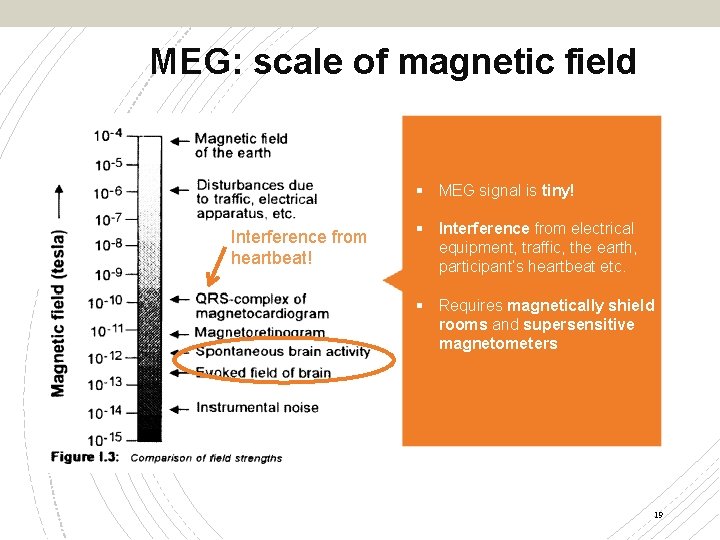 MEG: scale of magnetic field § MEG signal is tiny! Interference from heartbeat! §