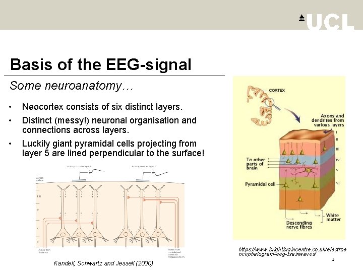 Basis of the EEG-signal Some neuroanatomy… • • • Neocortex consists of six distinct