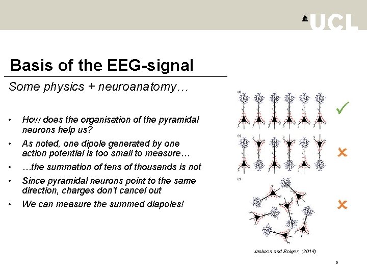 Basis of the EEG-signal Some physics + neuroanatomy… • • • How does the