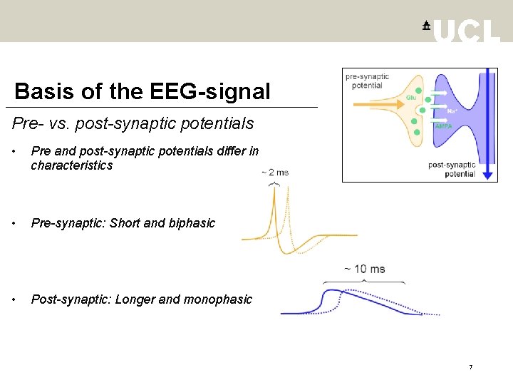 Basis of the EEG-signal Pre- vs. post-synaptic potentials • Pre and post-synaptic potentials differ