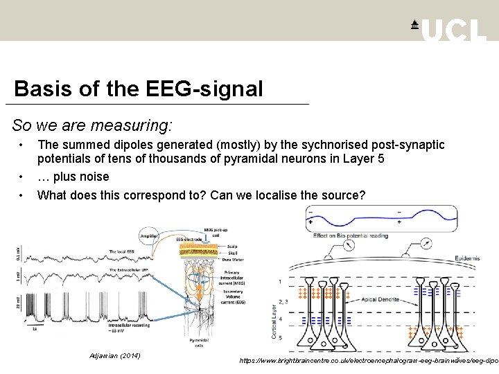 Basis of the EEG-signal So we are measuring: • • • The summed dipoles