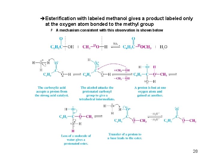 èEsterification with labeled methanol gives a product labeled only at the oxygen atom bonded
