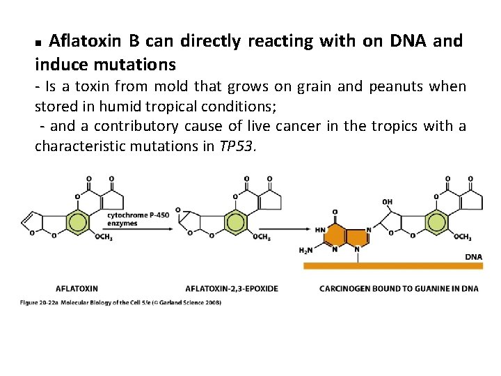  Aflatoxin B can directly reacting with on DNA and induce mutations n -