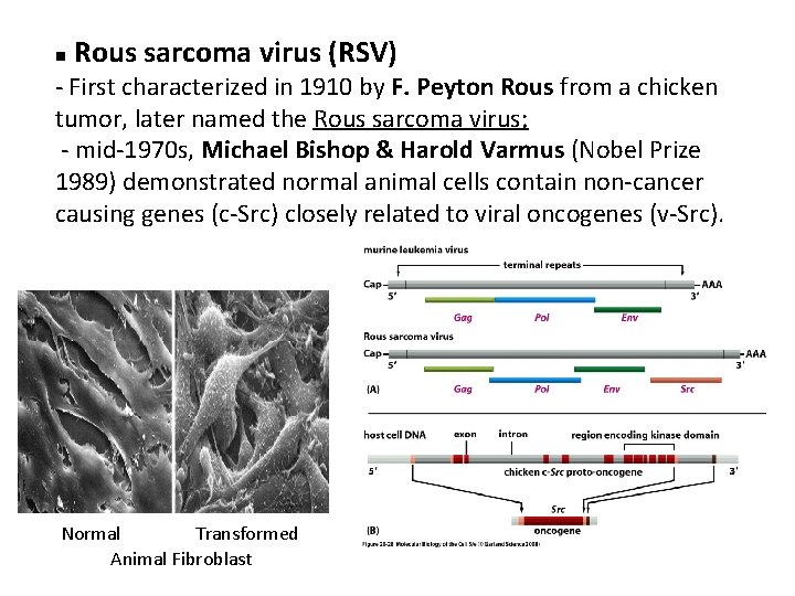 n Rous sarcoma virus (RSV) - First characterized in 1910 by F. Peyton Rous