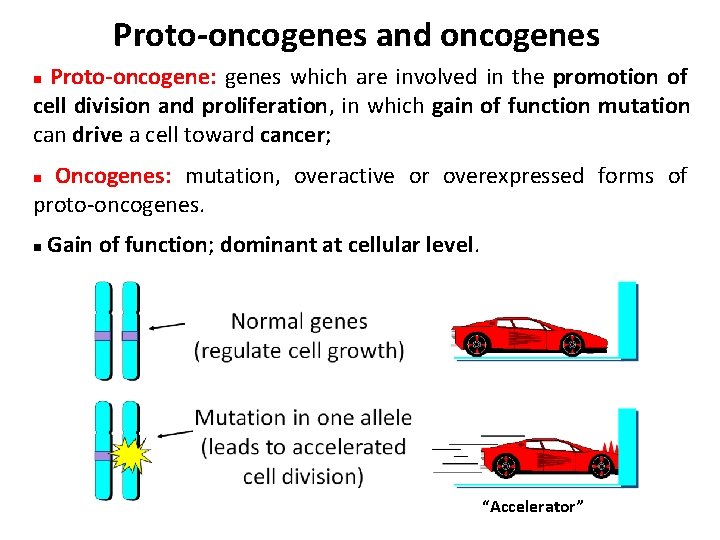Proto-oncogenes and oncogenes Proto-oncogene: genes which are involved in the promotion of cell division