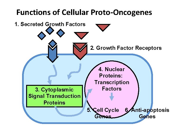 Functions of Cellular Proto-Oncogenes 1. Secreted Growth Factors 2. Growth Factor Receptors 3. Cytoplasmic