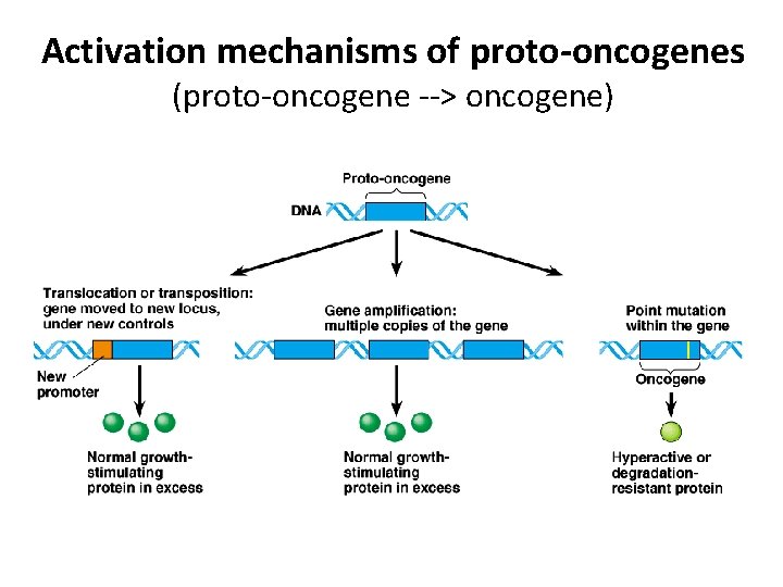 Activation mechanisms of proto-oncogenes (proto-oncogene --> oncogene) 