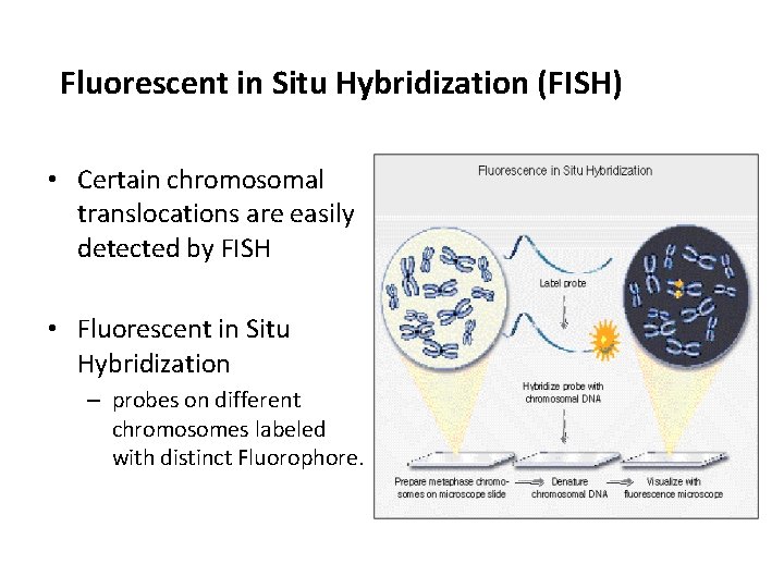 Fluorescent in Situ Hybridization (FISH) • Certain chromosomal translocations are easily detected by FISH